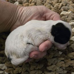 Tobbye - Black and white male Shih Tzu puppy in Avery, Texas from Christye Bolen
