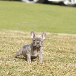 French Bulldog Puppies from Mo3_Frenchies