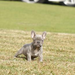French Bulldog Puppies from Mo3_Frenchies