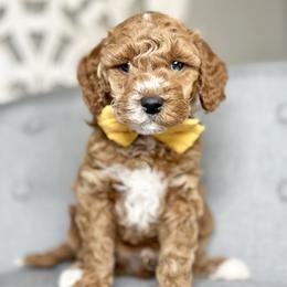 Beau - Apricot male Goldendoodle puppy in Queen Creek, Arizona from Goldendoodle AZ