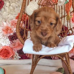 Dachshund Puppies from Mill Creek Dachshunds