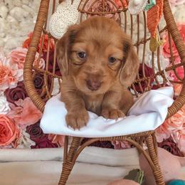 Dachshund Puppies from Mill Creek Dachshunds