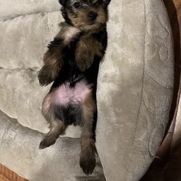 Yorkshire Terrier Puppies from Angelica's Yorkshire Terriers