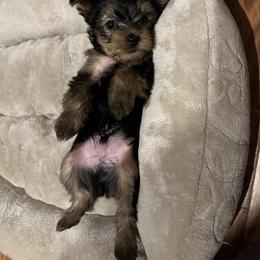 Yorkshire Terrier Puppies from Angelica's Yorkshire Terriers