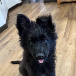 Female - Black female German Shepherd puppy in Twin Lake, Michigan from Drago Team ~ Michigan K9