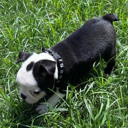 St. Male (black collar) - Black and white male Boston Terrier puppy in Mc Donough, Georgia from Ballard Boston Terriers
