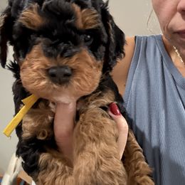 Yellow - Phantom male Bernedoodle puppy in Southampton, Pennsylvania from Pumpkin Patch Doodles