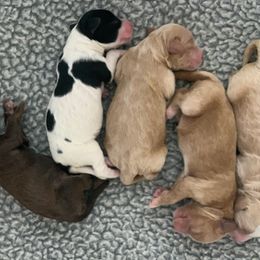 Benny - Apricot male Australian Labradoodle puppy in Cashmere, Washington from Mountain Home Doodles
