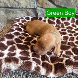 Green Boy - Dark golden male Golden Retriever puppy in Elk River, Minnesota from Meadow Creek Goldens