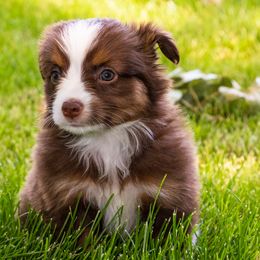 Miniature American Shepherd and Miniature Australian Shepherd Puppies from Bellewynd Acres