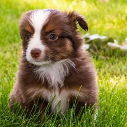 Miniature American Shepherd and Miniature Australian Shepherd Puppies from Bellewynd Acres