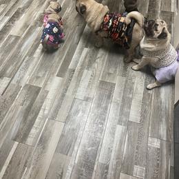 Bulldog and Pug Puppies from Love that bulldog lewter family