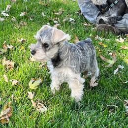 Rita - Miniature Schnauzer