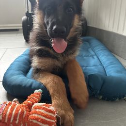 German Shepherd Puppies from Golden Ridge