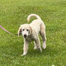 Tan Collar - Golden male Double Doodle puppy in Smiths Creek, Michigan from Dailers Doodles LLC