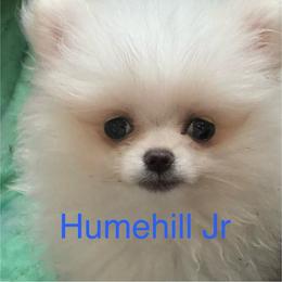 Little tyke - White male Pomeranian puppy in Silver Springs, New York from Humehill