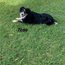 Tess - Miniature Australian Shepherd