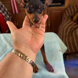 Sparky - Black and rust Miniature Pinscher puppy in Fall City, Washington from Davilg Min Pins