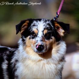 Ondime - Blue merle female Australian Shepherd puppy in Pima, Arizona from Lazy D Ranch Australian Shepherds