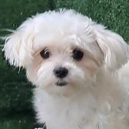 Angel - Maltese