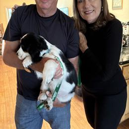 English Springer Spaniel Puppies from Silly Springers