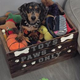 Dachshund Puppies from The Weenie Herd Mom