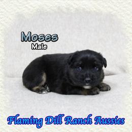 Moses - Black tri male Miniature Australian Shepherd puppy in Forestburg, Texas from Flaming Dill Ranch Aussies