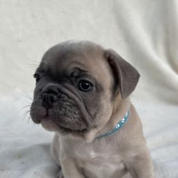 French Bulldog Puppies from Fabi's French Bulldogs