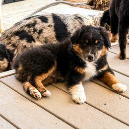 Ace - Black tri male Miniature Australian Shepherd puppy in Apache Junction, Arizona from Circle T Mini Aussies