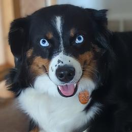 Trixie - Australian Shepherd