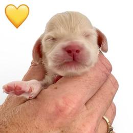 Yellow collar - Cream male Dachshund puppy in High Hill, Missouri from High Hill Hounds