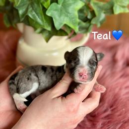 Teal - Blue merle male Aussiedoodle puppy in Lancaster, Minnesota from Finney Ranch
