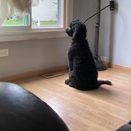 Bernedoodle and Goldendoodle All Grown Up from A.N.A. Doodles