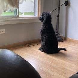Bernedoodle and Goldendoodle All Grown Up from A.N.A. Doodles