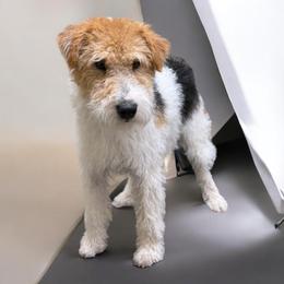 Branch - Wire Fox Terrier