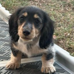 Tiger Lilly - Piebald female Dachshund puppy in Ramona, Oklahoma from Schmitt Dachshunds