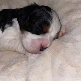 Cavalier King Charles Spaniel Puppies from Cassie’s Cavaliers