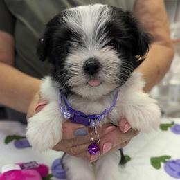 Charlotte - Black and white female Havanese puppy in Anderson, South Carolina from Moe's Goldens and HavAntics