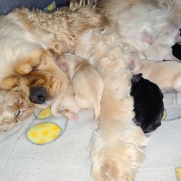 Cocker Spaniel Puppies from Top Notch Cocker Spaniels