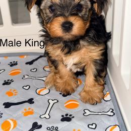 King - Black and gold male Yorkshire Terrier puppy in Gilbert, Arizona from Yorkie Your Soulmate Puppy