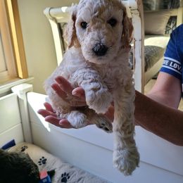 Poodle Puppies from Hickory Hills Poodles