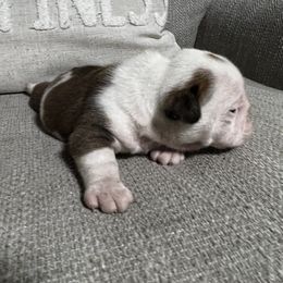 Bulldog Puppies from Angela's Kennel