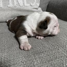 Bulldog Puppies from Angela's Kennel