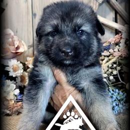 Canyon - Black and tan male German Shepherd puppy in Sequim, Washington from German Shepherd Haus