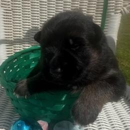 Debo - Black and red male German Shepherd puppy in Rockfield, Kentucky from Cheveyo German Shepherds