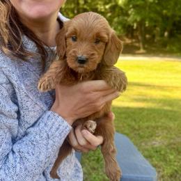 Honey - Red  female Goldendoodle puppy in Kenansville, North Carolina from J+A Family Doodles