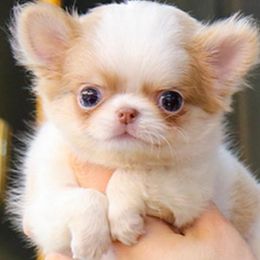Chihuahuas and Pomeranians from Exotic City Pomeranians and chihuahuas