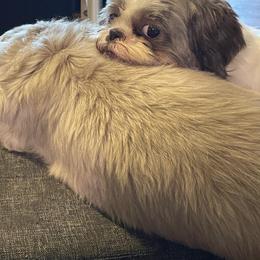 Shih Tzu All Grown Up from Golden Goddess Shih Tzu's