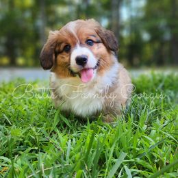 Whiskey Sour - Red American Corgi puppy in Cameron, North Carolina from Butts Family Corgis