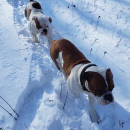 Olde English Bulldogges from Blue Knob OEB's